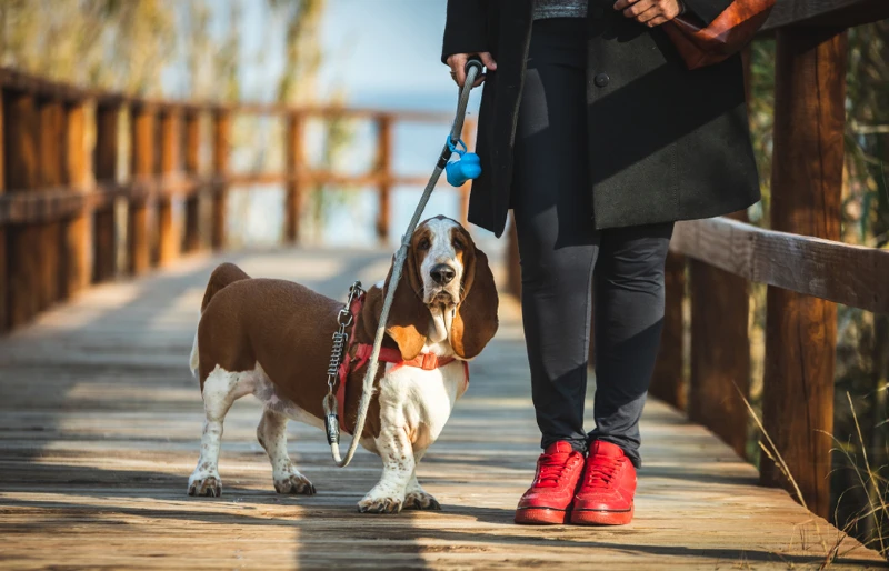 basset hound with harness on a bridge