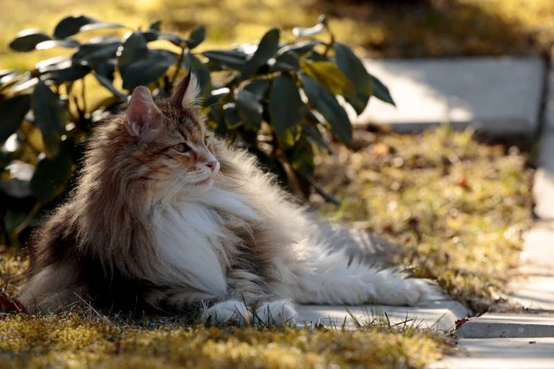 con mèo rừng na uy mai rùa xinh đẹp nằm trong vườn dưới ánh chiều tà