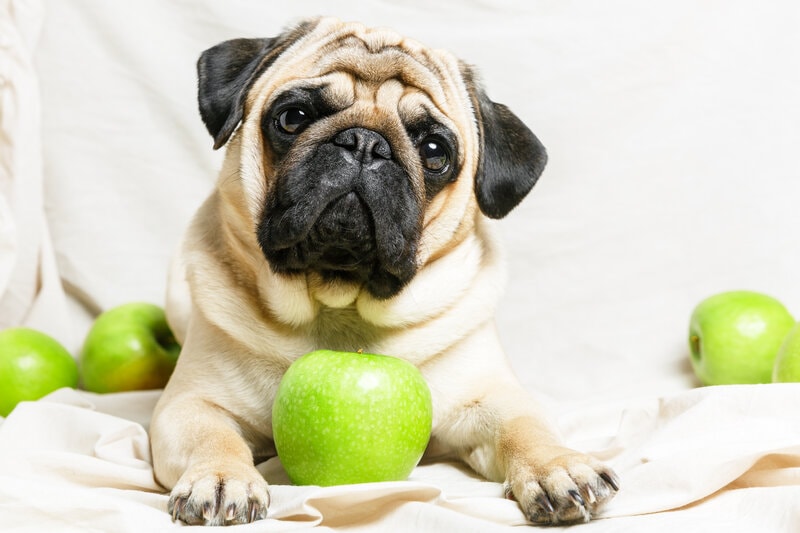 Pug with green apples