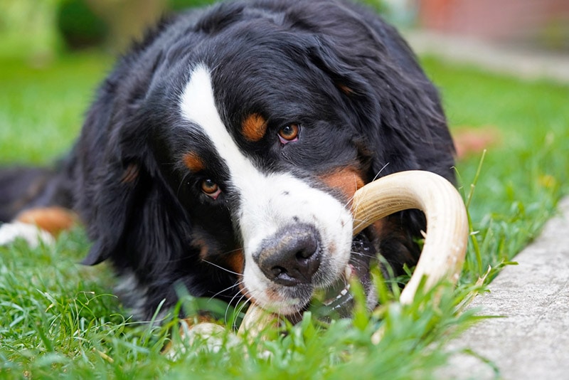 bernese mountain dog playing with a toy outdoor