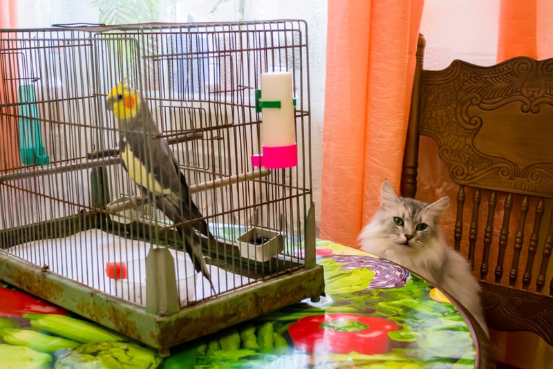 bird in the cage and a cat