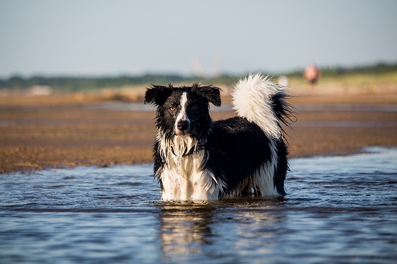 black and white border collie in the water