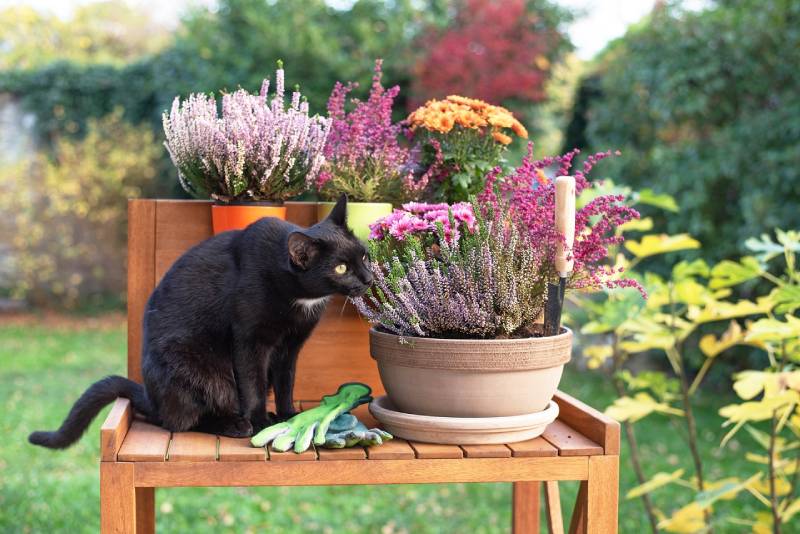 mèo đen cố ăn hoa trong chậu