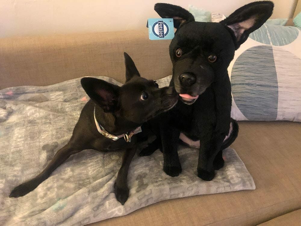 black-dog-sniffing-the-petsies-custom-plushy