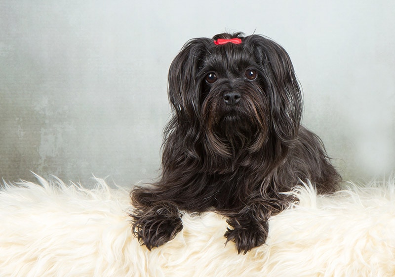 black havanese dog