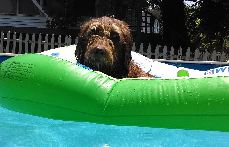 black labradoodle on a swimming pool inflatable raft
