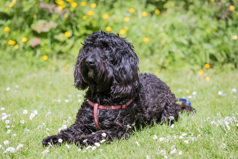 black labradoodle on the grass