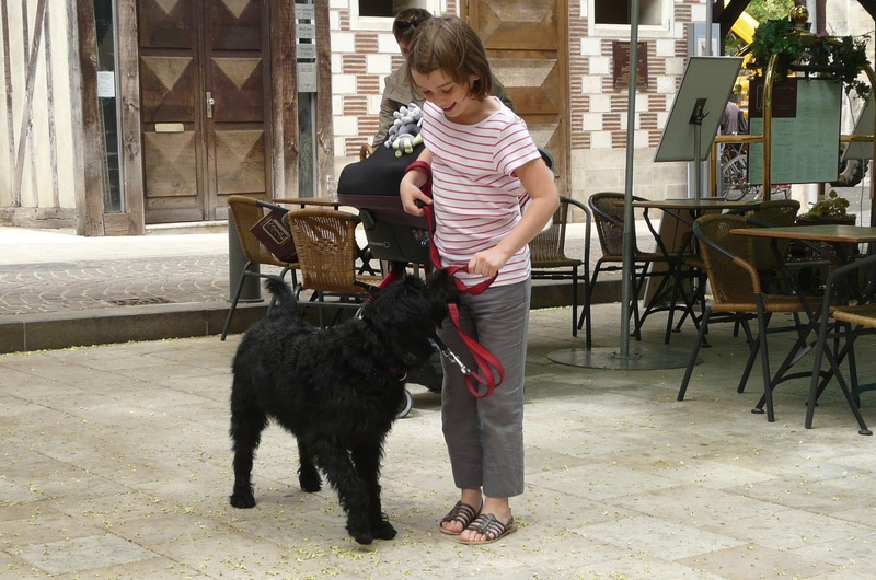 black labradoodle with young girl