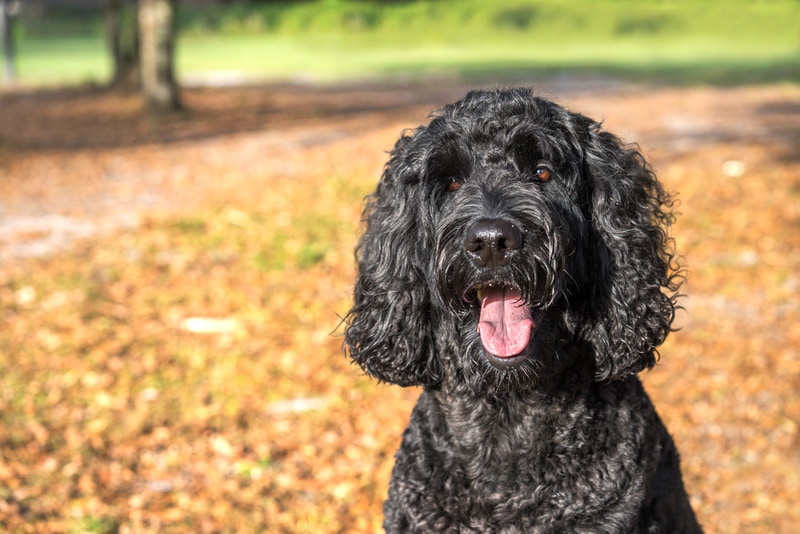 black labradoodle