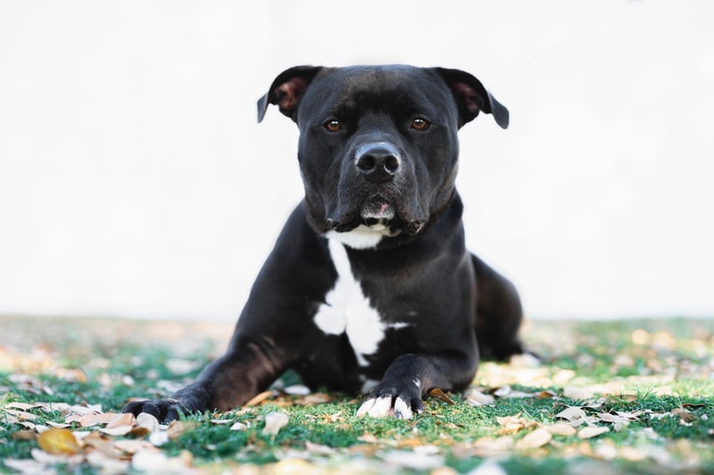 black pitbull lying