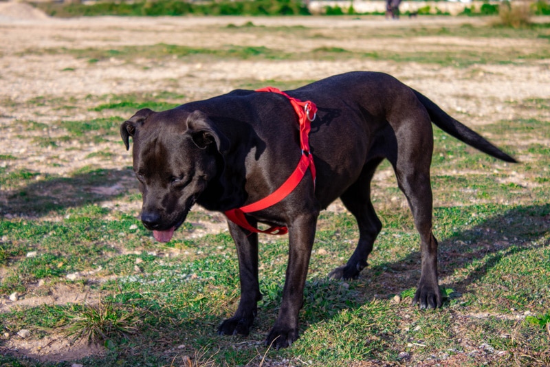 black pitbull standing on the grass