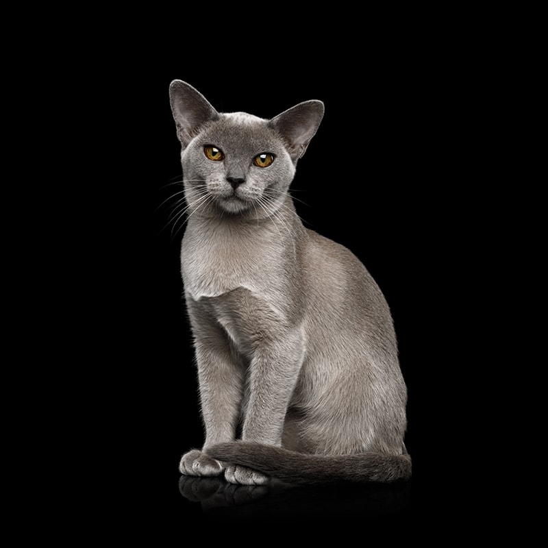 Blue Burmese Cat sitting