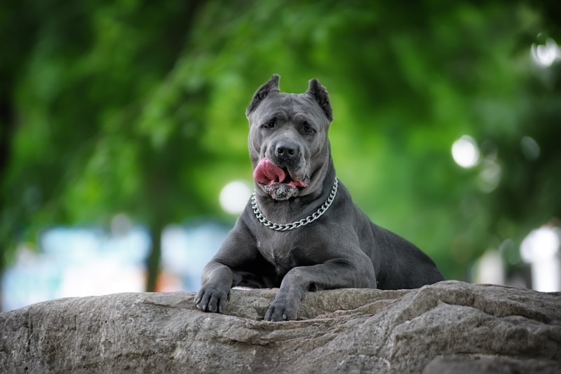 blue cane corso resting in the park