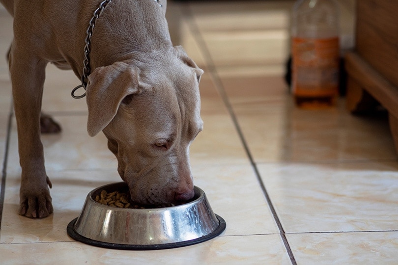 blue fawn pitbull eatin dry kibble from a bowl