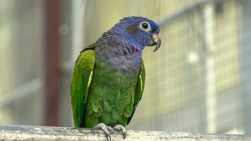 blue-headed pionus bird in the cage