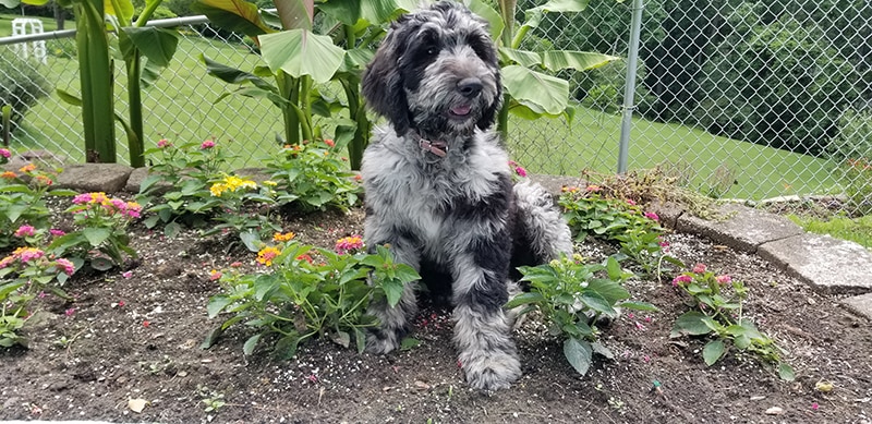 blue merle labradoodle sitting on flower bed