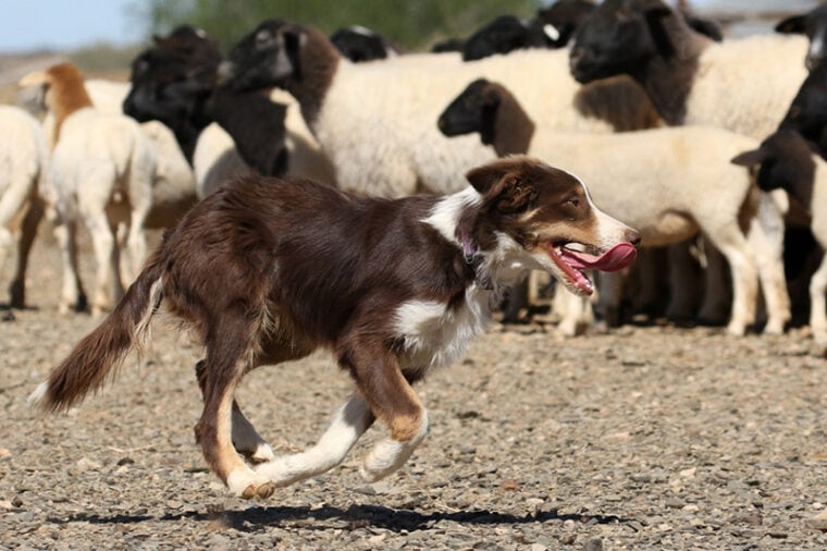 Herding Dog Commands 15 Key Words They Should Know Hepper