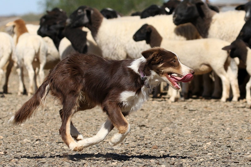 boder collie dog herding the sheeps