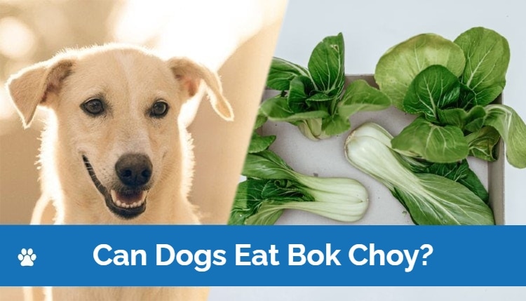 HEP_can dogs eat bok choy