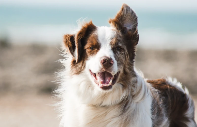 border collie at the beach