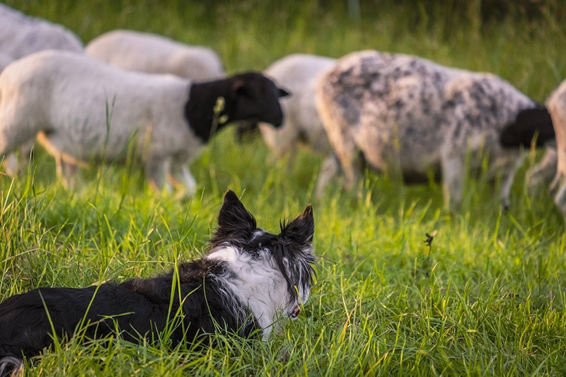 border collie herding sheeps