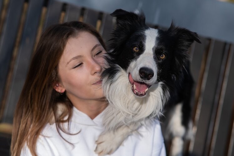 Do border collies hug 2025