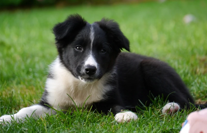 Border Collie Dog Breed: Profile, Personality, Facts