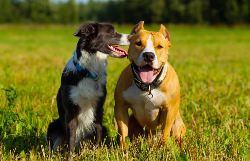 When Do Border Collies Go Into Heat Vet Approved Facts Hepper