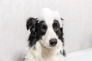 border collie with bubbles on its head