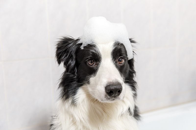 last Lucht huurling 10 Best Shampoos for Border Collies - 2023 Reviews & Top Picks | Hepper
