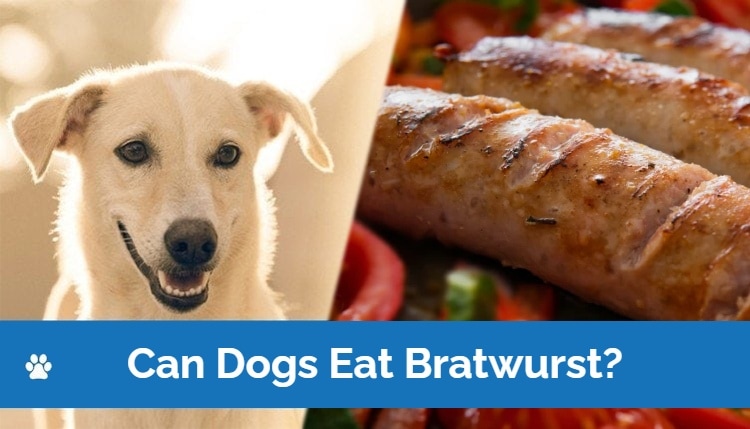 Can Dogs Eat Cooked Brats 