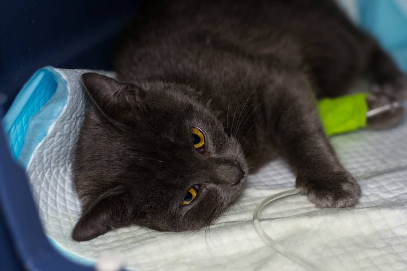 mèo con lông xù người Anh bị giảm bạch cầu đang được điều trị iv tại phòng khám thú y