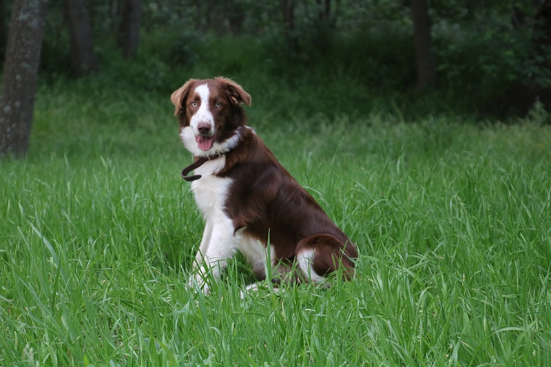 brown border collie sitting on grass