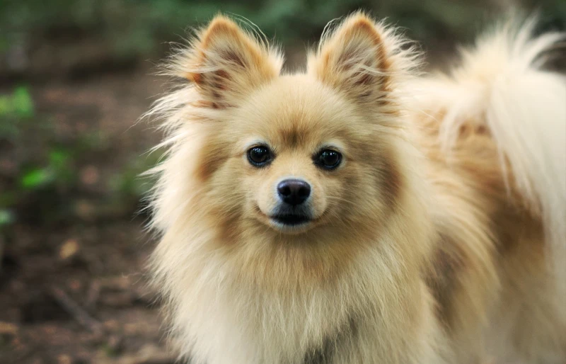 brown fox face pomeranian