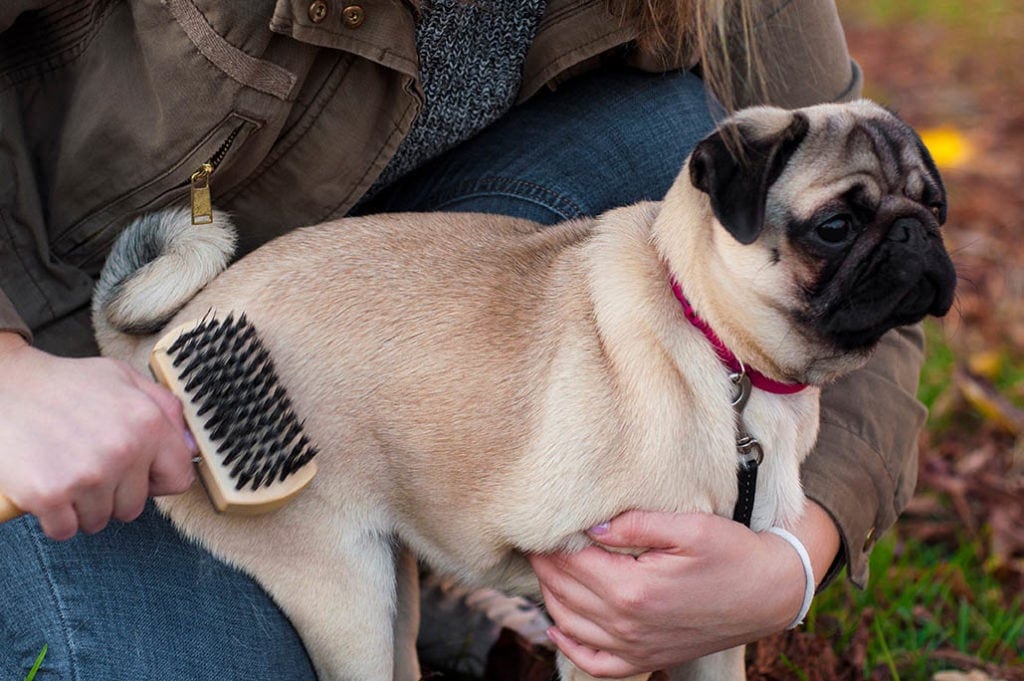 brushing pug with double sided brush