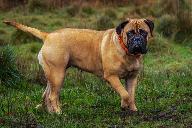 bullmastiff standing on the grass