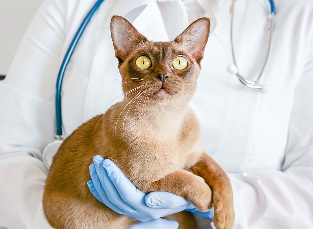 burman cat held by a veterinarian