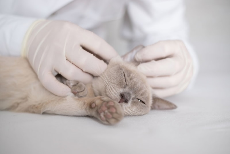 burmese cat check by vet