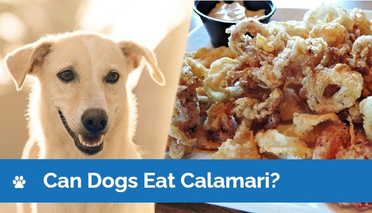 HEP_can dogs eat calamari