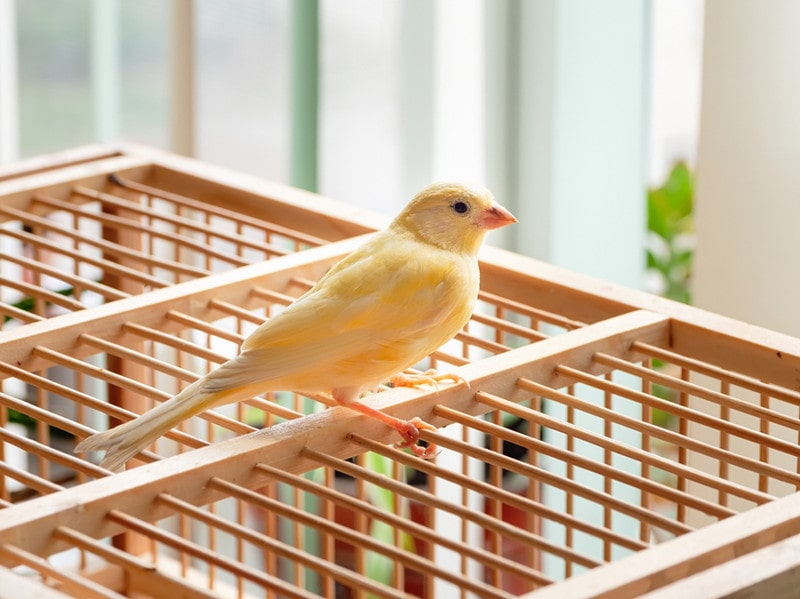 canary bird on the cage