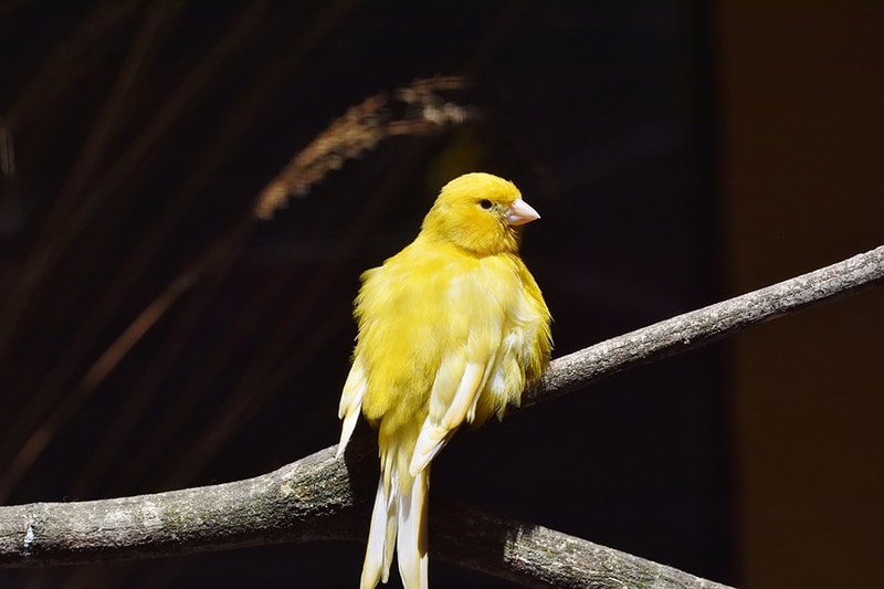 canary bird