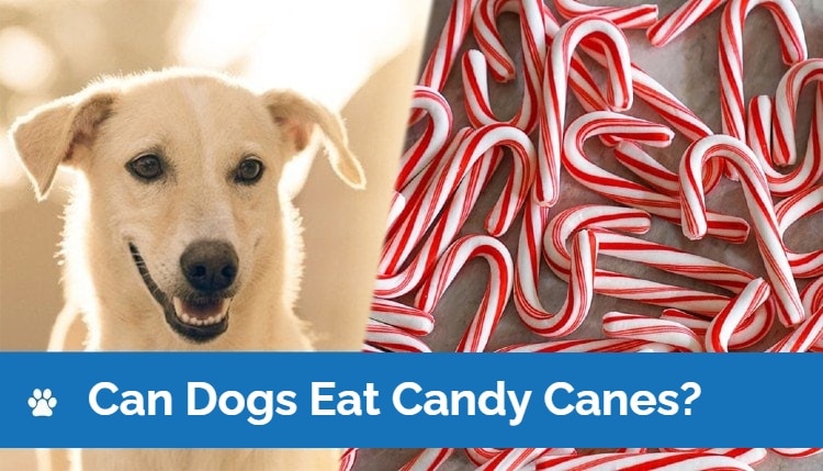 HEP_can dogs eat candy canes