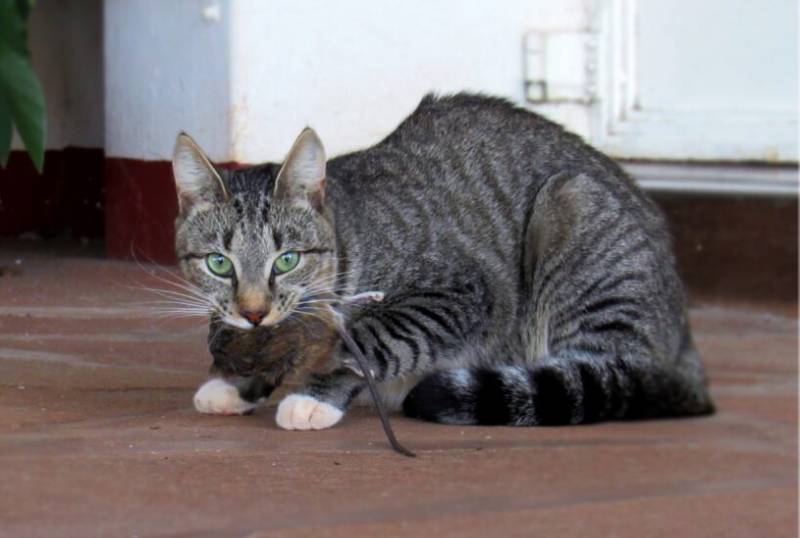 cat carrying dead rat