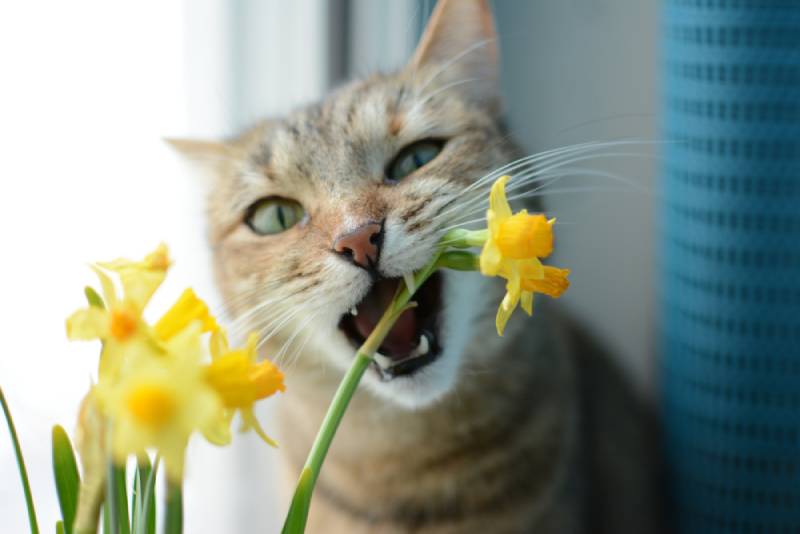 cat eating a yellow flower