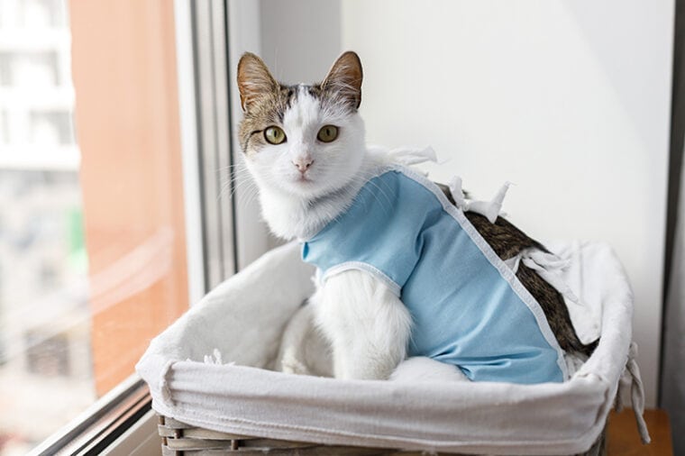 World spay day 2025 when is it how you can celebrate hepper