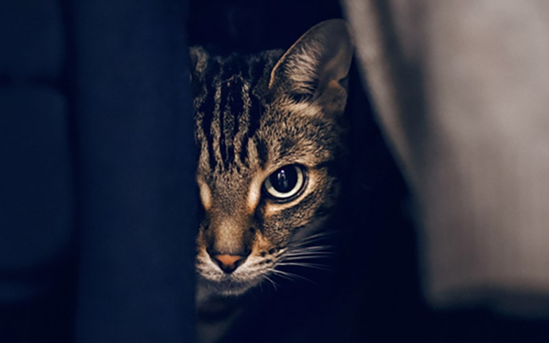 Why Is My Cat Acting Weird? 10 Vet Reviewed Warning Signs Hepper