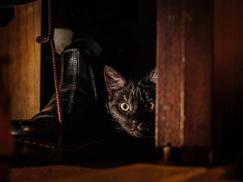 mèo trốn trong tủ quần áo