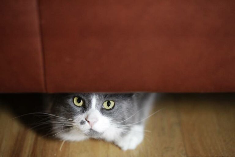 How to Get a Cat Out From Under a Bed 5 Effective Methods Hepper