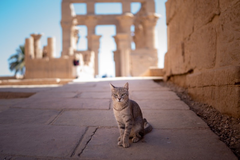 Mèo đường phố trong đền thờ Ai Cập
