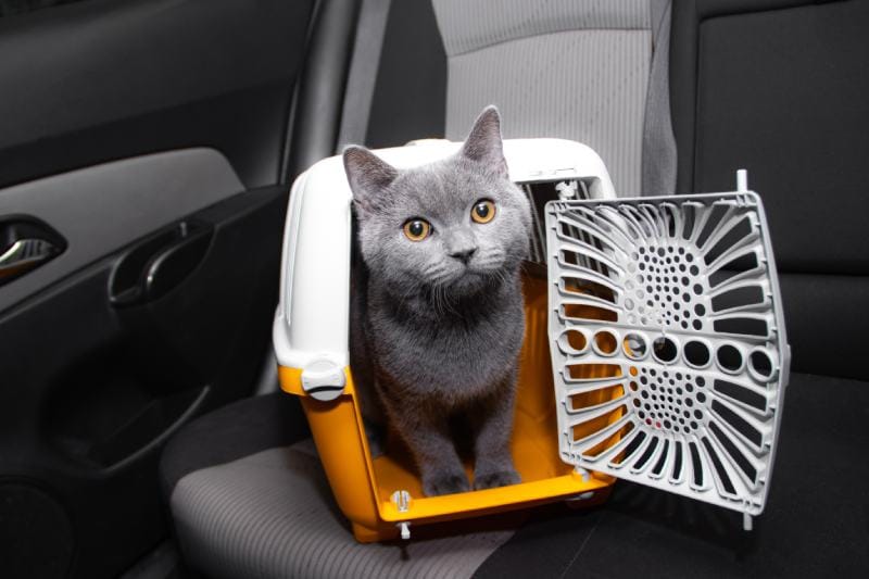 cat inside the pet carrier in the car on the seat